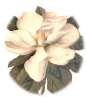 MagnoliaFlower_1.jpg (19014 bytes)